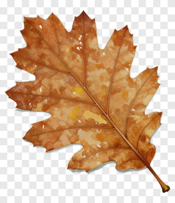Autumn Maple Leaf PNG