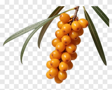 Cluster Of Yellow Sea Buckthorn Berries PNG