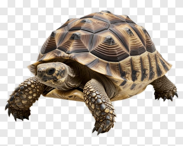 Turtle With Detailed Shell PNG