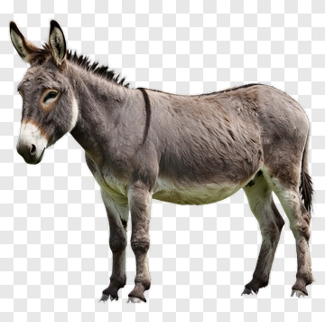 Donkey Standing In Profile PNG