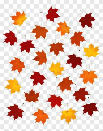 Colorful Autumn Maple Leaves PNG