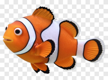 Clownfish Swimming In Water PNG