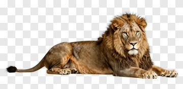 Lion Lying Down PNG