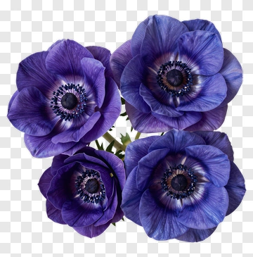 Purple Anemone Flower Bouquet PNG
