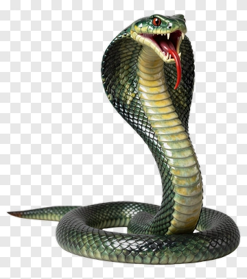 Green Cobra Snake PNG