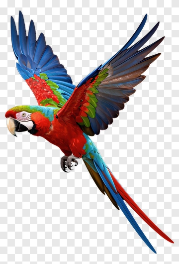Colorful Macaw Flying PNG