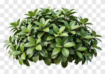 Green Bush With Lush Leaves PNG
