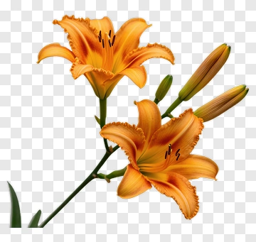 Orange Lily Flower PNG