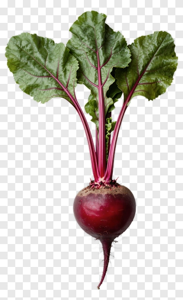 Fresh Beetroot With Green Leaves PNG