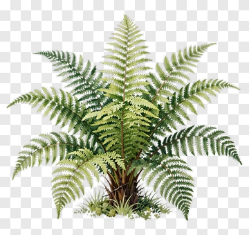 Green Fern Plant PNG