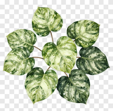 Green Philodendron Leaves PNG