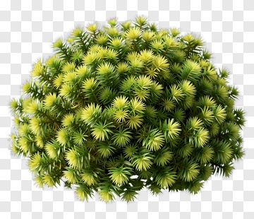 Green Bush With Dense Foliage PNG
