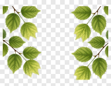 Green Leaves Frame PNG