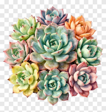 Colorful Succulent Arrangement PNG
