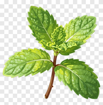 Mint Leaf PNG
