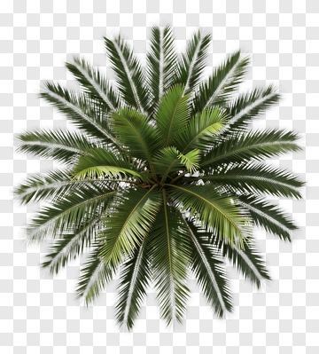 Palm Tree PNG