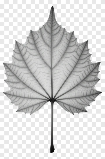 Black Skeleton Leaf PNG