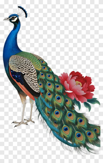 Colorful Peacock With Flower PNG