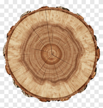Wooden Tree Stump With Growth Rings PNG
