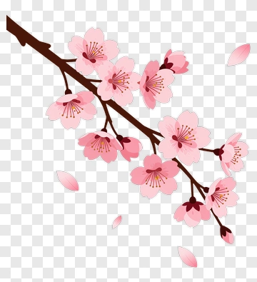 Cherry Blossom Branch With Pink Flowers PNG