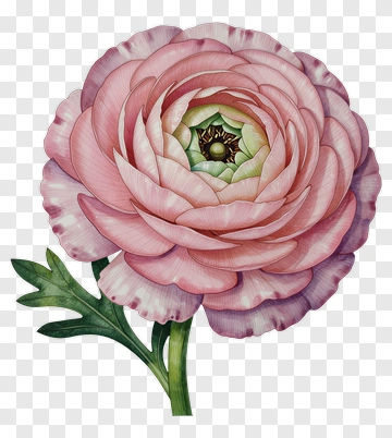 Pink Ranunculus Flower PNG