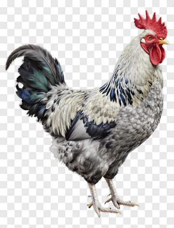 Realistic Rooster Standing Proudly PNG