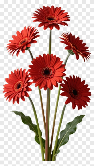 Red Gerbera Daisy Bouquet PNG