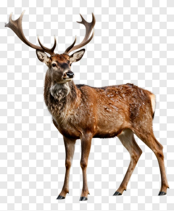 Realistic Deer With Antlers PNG