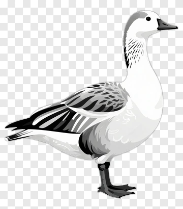 Illustration Of A Goose PNG