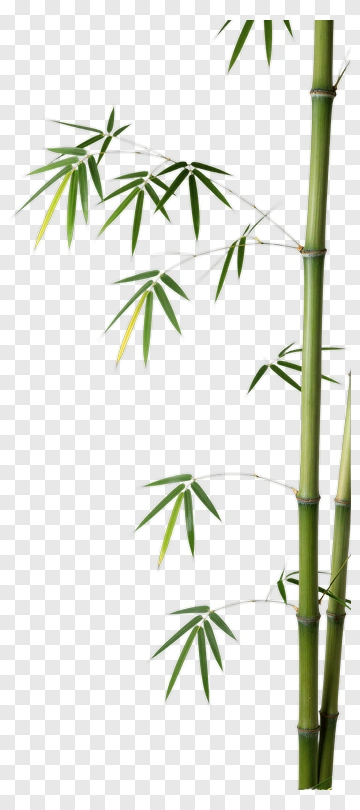 Bamboo Plant With Green Leaves PNG