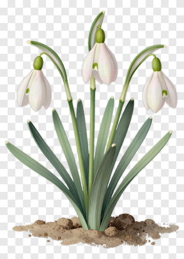 Snowdrop Flower In Bloom PNG