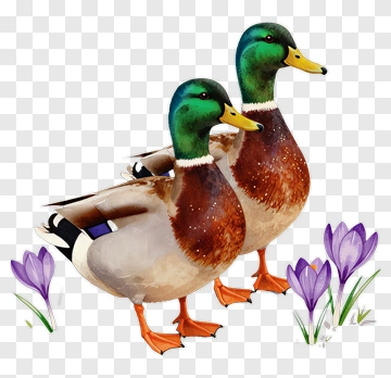 Pair Of Mallard Ducks With Crocuses PNG