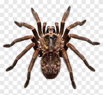 Realistic Spider With Detailed Features PNG