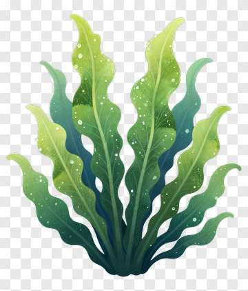 Colorful Seaweed PNG