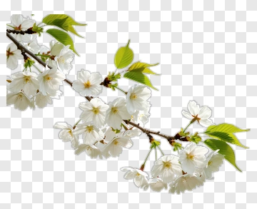 Cherry Blossom Branch With White Flowers PNG