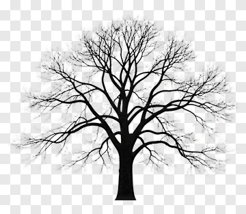 Silhouette Tree With Bare Branches PNG