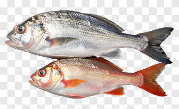 Fresh Fish Display PNG