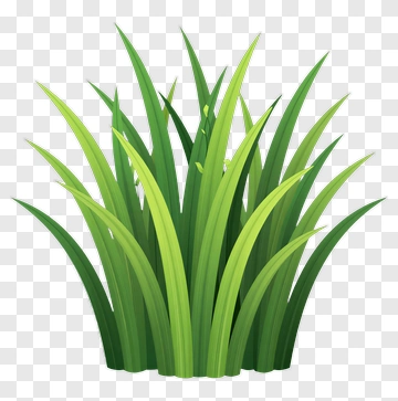 Green Grass PNG