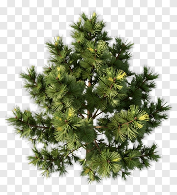 Pine Tree PNG
