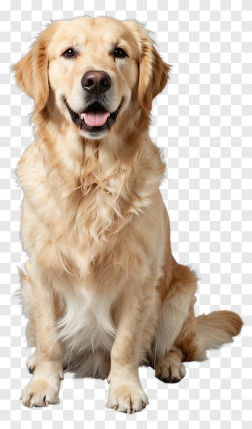 Golden Retriever Sitting And Smiling PNG