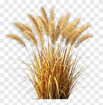 Golden Grass Plant PNG