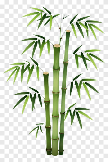 Bamboo Plant PNG