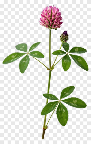 Clover Flower With Pink Blossoms PNG
