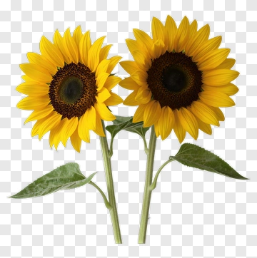 Sunflower Bouquet PNG