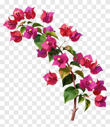 Colorful Bougainvillea Branch PNG