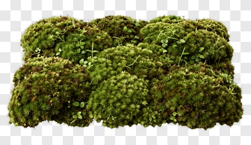 Mossy Ground Cover With Green Plants PNG