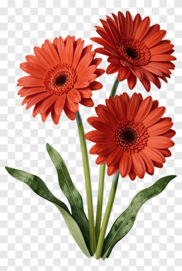 Red Gerbera Daisy Bouquet PNG
