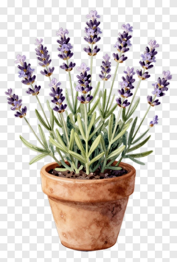 Lavender Plant In A Pot PNG