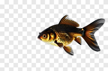 Goldfish Swimming In Water PNG