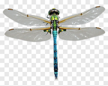 Realistic Dragonfly With Colorful Wings PNG
